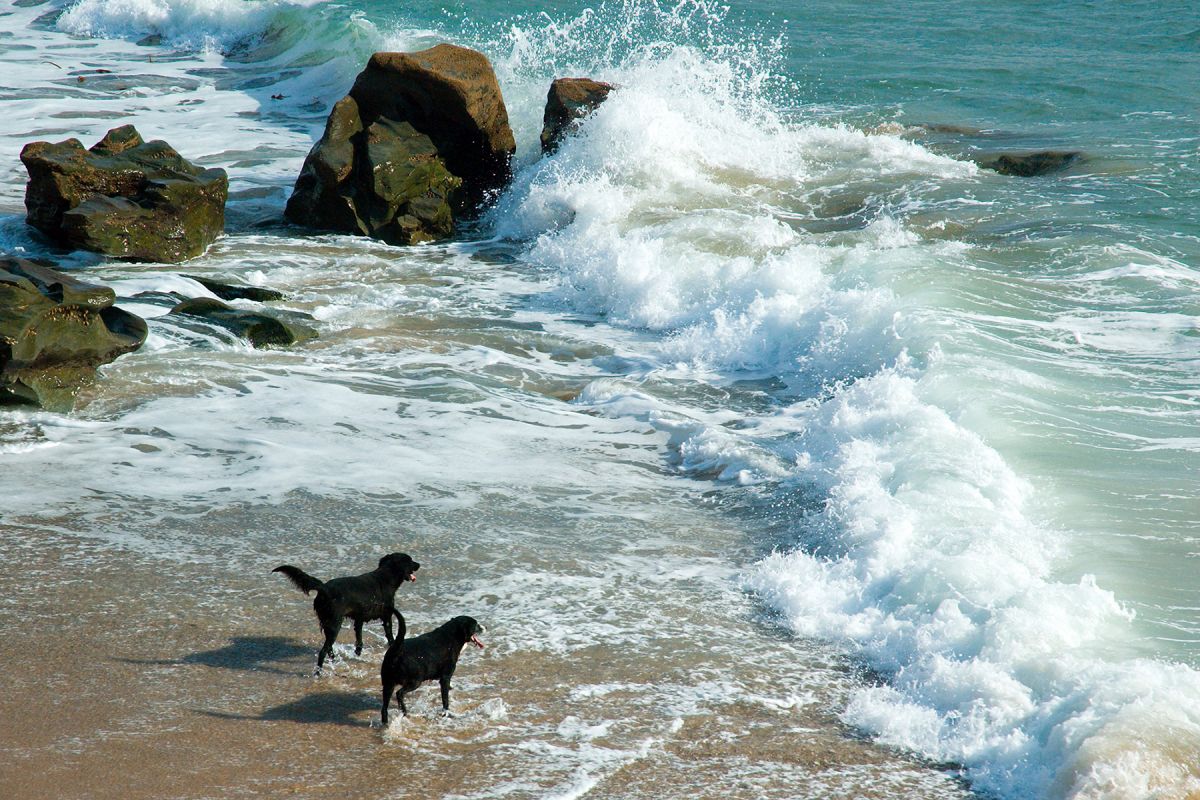 Dogs and Surf